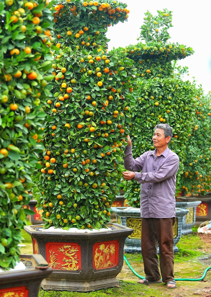 Nổi bật nhất là quýt lục bình khổng lồ có chiều cao khoảng 3,5 m và đường kính 1,2 m, dáng cân đối, có phần cành lộc vươn cao lên trên, thể hiện sự sung túc, thăng tiến. Ảnh: Daidoanket