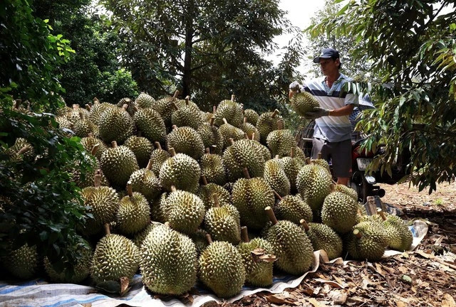 Sầu riêng đã có một năm sốt giá chưa từng có. Thời điểm cuối tháng 10, sầu riêng ở Tây Nam Bộ được thu mua xô tại vườn với giá 90.000-100.000 đồng/kg tuỳ loại. Ảnh: VTV