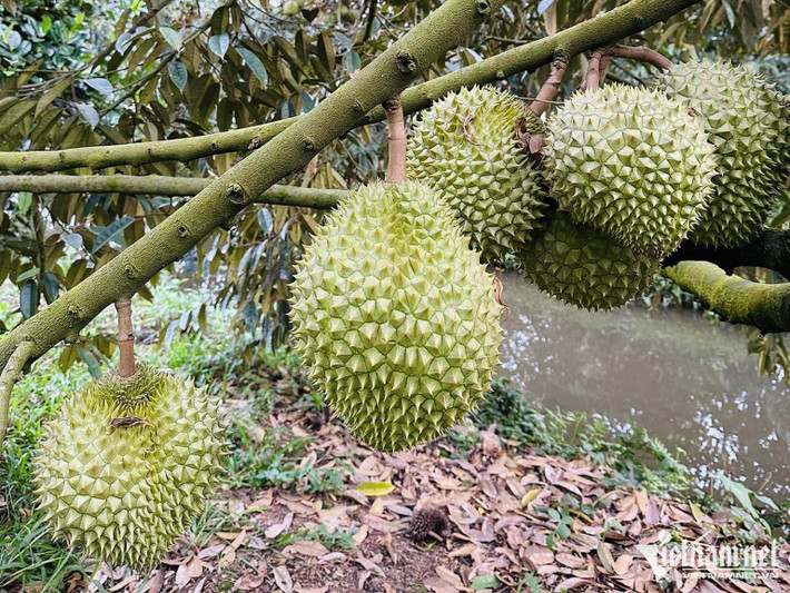 Thương lái tranh nhau vào tận vườn gom mua sầu riêng, nguồn hàng không đủ để phục vụ xuất khẩu. Ảnh: Vietnamnet
