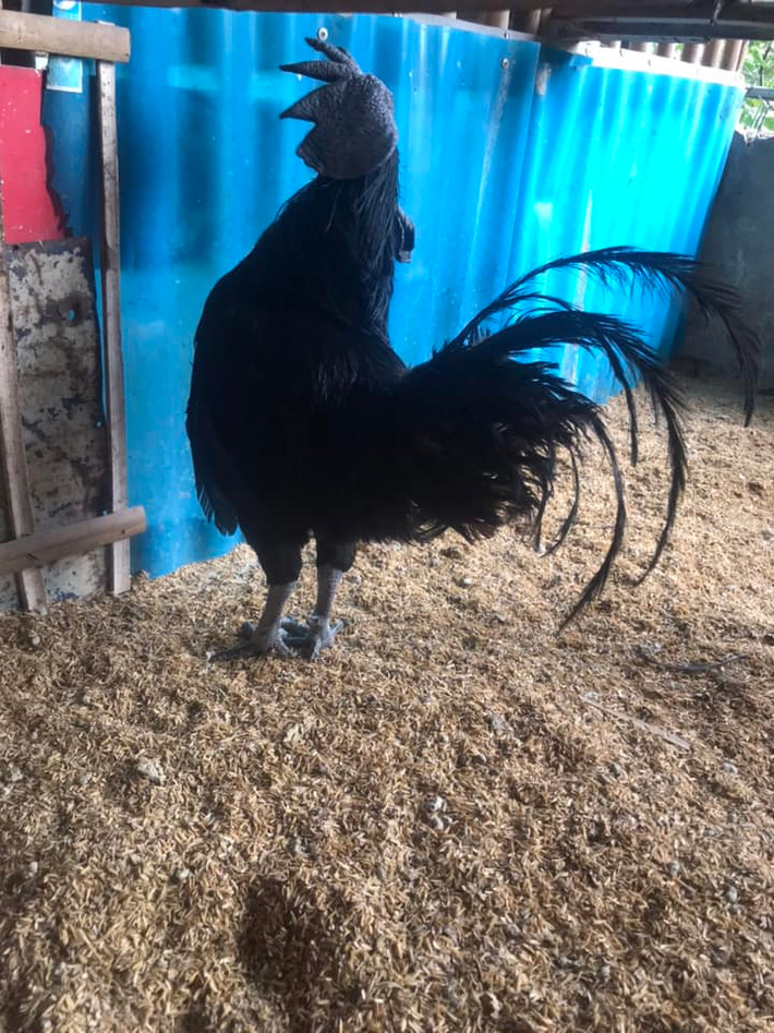 Hiện nay, giống gà đen Ayam Cemni đã được đưa về Việt Nam nhưng rất khó nhân giống vì đặc thù khí hậu. Ảnh: Facebook