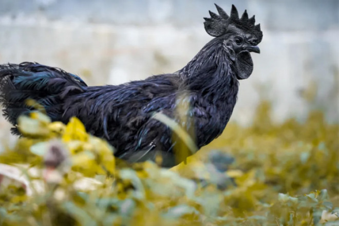 Người đân địa phương coi gà Ayam Cemni như một biểu tượng của sự may mắn và thịnh vượng. Vì thế, gà Ayam Cemni được nhiều đại gia trên thế giới săn lùng về làm cảnh hoặc ăn "giải đen". Ảnh: Facebook