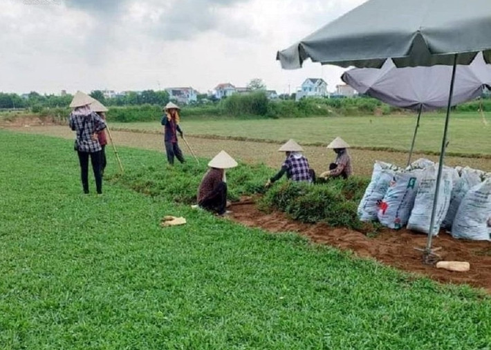 Ít ai ngờ, người dân huyện Nam Trực (tỉnh Nam Định) thu hàng trăm triệu đồng mỗi năm từ việc trồng cỏ ở bờ đê. Ảnh: VTCNews
