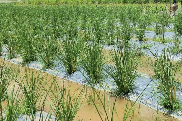 Biết về loại cỏ Vetiver trong một cuộc hội thảo, anh Thao tìm mua giống, đưa về quê trồng. Không ngờ, loại cỏ lạ này giúp anh tạo dựng cơ nghiệp, mỗi tháng thu về hàng chục triệu đồng. Ảnh: Dân trí