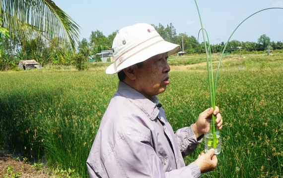 Những năm gần đây, nhiều nông dân Đồng bằng sông Cửu Long có thêm thu nhập từ việc trồng, cắt, phơi, làm sản phẩm mỹ nghệ xuất khẩu từ cỏ năn tượng. Ảnh: Nông nghiệp