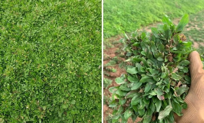Theo đó, những bãi đê dọc sông Hồng được người dân một số xã như Điền Xá, Nam Thắng, Nam Mỹ... tận dụng để nuôi trồng những giống cỏ mang về lợi nhuận lớn như cỏ gừng Việt Nam, cỏ gừng Thái Lan và cỏ Nhật. Ảnh: VTCNews