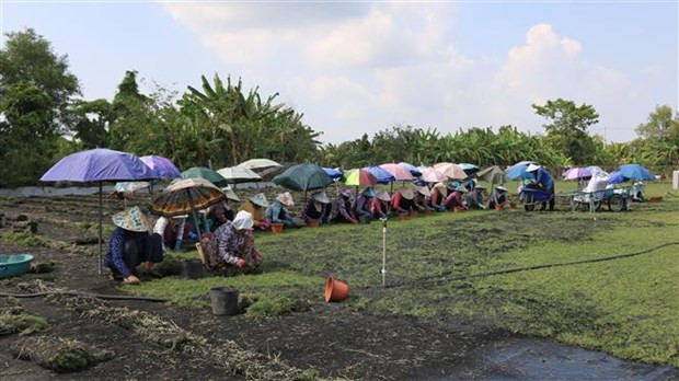 Từ năm 2008 đến nay, mô hình trồng cỏ nhung giúp nhiều gia đình ở ấp Đông Quới, xã Tân Khánh Đông (thành phố Sa Đéc, tỉnh Đồng Tháp) phát triển kinh tế. Ảnh: TTXVN