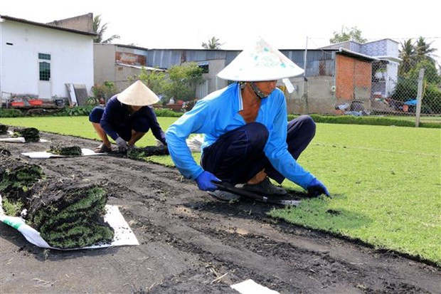 Với giá bán dao động từ 28.000 - 40.000 đồng/m2, sau khi trừ chi phí, mỗi công đất (1.000 m2) trồng cỏ nhung mang về lợi nhuận khoảng 14 triệu đồng/tháng. Ảnh: TTXVN
