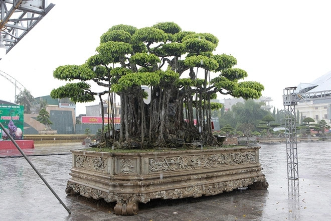 Trong ngày đầu khai mạc Festival cây cảnh Thanh Hóa năm 2019, cây sanh cổ có tên “Nham thạch bách niên” của một đại gia có tiếng ở Thanh Hóa trở thành tâm điểm chú ý của khách tham quan. Ảnh: Dân trí