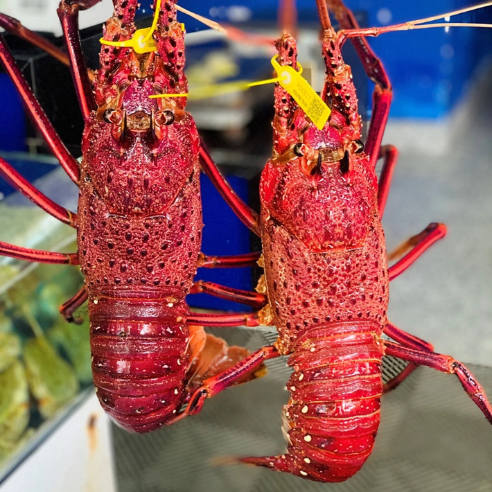 Tôm hùm Nam Úc có vỏ ngoài màu đỏ sậm, xù xì, giá từ 2 - 2,4 triệu đồng/kg. Ảnh: Haisanhoanggia