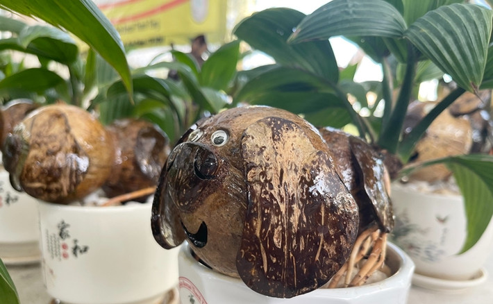 Tác phẩm bonsai dừa đẹp phải có bộ lá nhỏ tròn (ít nhất 4 lá trở lên), rễ khỏe, không có rễ nối, gáo phải sơn bóng không vón cục, không bọt khí. Ảnh: Dân Việt