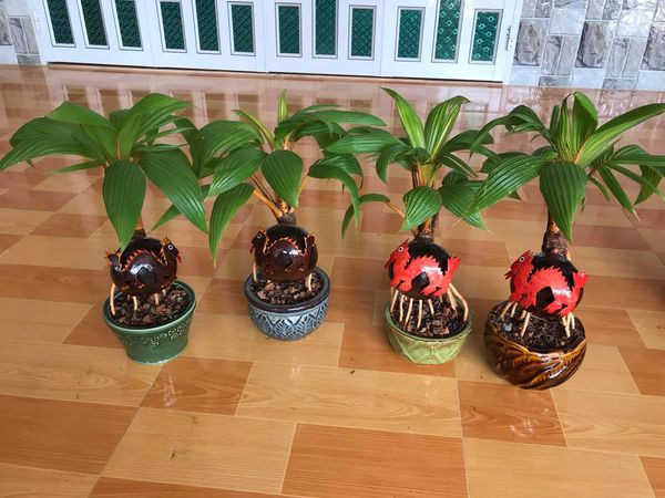 Mỗi chậu dừa bonsai hình rồng đang được rao bán với giá từ 270.000 - 500.000 đồng/chậu, tùy loại. Ảnh: FB Tiền Huỳnh