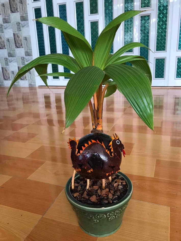 Dừa bonsai dáng rồng có hai loại là chậu sứ và chậu nhựa. Trong đó, chậu sứ có giá đắt hơn, trên 300.000 đồng/chậu. Ảnh: FB Tiền Huỳnh