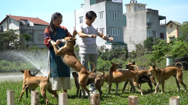 Niềm đam mê của chị Hà không chỉ giới hạn ở trong nước mà còn mở rộng ra quốc tế. Chị Hà xuất khẩu chó Phú Quốc sang các nước như Mỹ, Pháp, Hàn Quốc... Ảnh: Nông nghiệp
