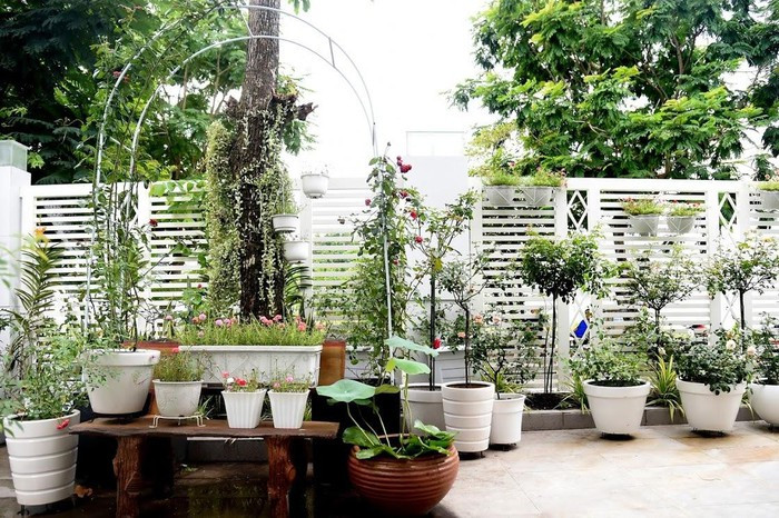 Mảnh sân trước được Quyền Linh trồng nhiều loại hoa hồng nhập khẩu từ Nhật Bản, Hàn Quốc...Ảnh: Người đưa tin.