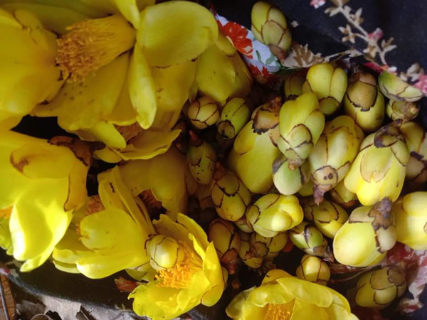 Trà hoa vàng là loài hoa quý hiếm của bà con dân tộc Thái ở huyện Quế Phong (Nghệ An). Hiện, trà hoa vàng sấy khô giá từ 3 - 5 triệu đồng/kg. Ảnh: Dân Việt.