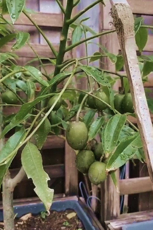 Cây cóc nhỏ nhưng sai trĩu quả. Ảnh: Khám phá.