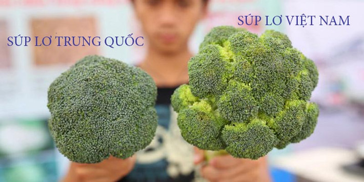 Súp lơ Trung Quốc bông nhỏ, cuống ngắn, có màu xanh đậm hơn còn súp lơ Việt bông to, cuống dài và có màu xanh nhạt. Búp lơ Trung Quốc đều nhau, mịn trong khi hoa lơ Việt ít đồng đều, có sự sần sùi. Nguồn ảnh: Internet.