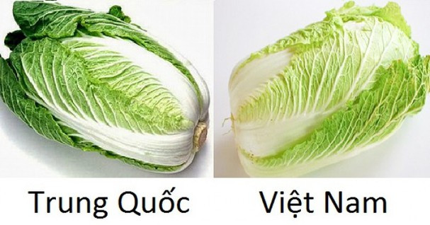 Cải thảo Việt Nam có bắp thon dài, đầu búp thường xoăn và hình thức không bắt mắt bằng cải thảo Trung Quốc. Cải thảo Trung Quốc tròn trịa hơn, đầu búp uốn vào và không xoăn.