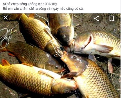 Thời gian gần đây, trên chợ mạng xuất hiện nhiều người bán cá chép sông thu hút sự quan tâm của nhiều người tiêu dùng.