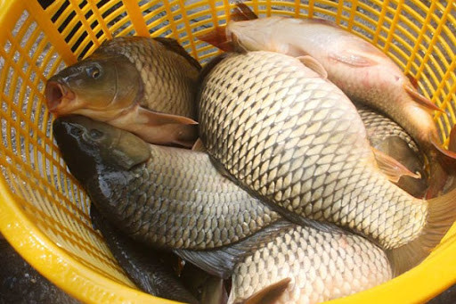 Theo chị Thái, người tiêu dùng có thể nhận dạng cá chép sống tự nhiên với cá chép nuôi bằng một vài đặc điểm như cá chép đánh bắt tự nhiên thì thân của chúng cứng, phần bụng nhỏ, da hơi vàng, da bụng hồng.