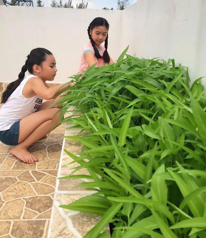 Không ít người bất ngờ với luống rau muống xanh mướt trên sân thượng nhà MC Quyền Linh.