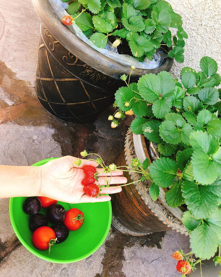 Trong vườn, người đẹp Hải Phòng trồng rất nhiều rau, củ và cây ăn quả.