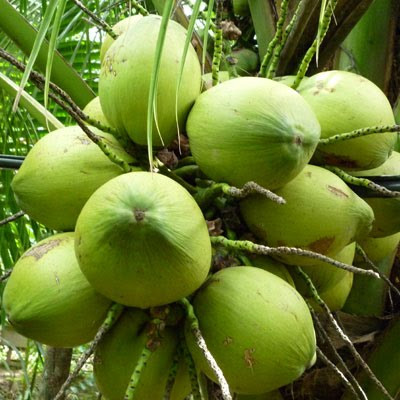 Các chuyên gia cảnh báo, người tiêu dùng để tránh mua phải dừa xiêm ngâm tẩm hóa chất, tẩy trắng, nên mua dừa còn nguyên vỏ xanh bên ngoài, trái dừa càng tươi càng bảo quản được lâu.