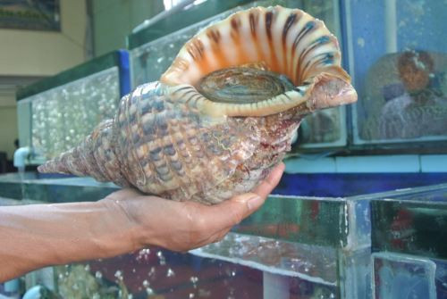 Tuy không phải món ăn rẻ tiền, song món ốc hoàng đế từng được "hét" giá gấp 5 lần khiến du khách choáng váng. Theo thông tin báo chí đưa, một du khách gọi món ốc hoàng đế 2,5 kg ở vịnh Hạ Long (Quảng Ninh) đã bị tính giá 2,5 triệu đồng. Sau khi thanh tra sở can thiệp, chủ hàng đã phải trả lại cho khách này 2 triệu đồng. Ảnh minh họa (nguồn ảnh: Timeout VN).