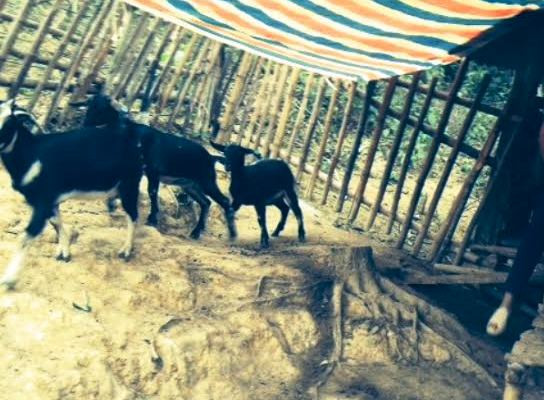 Hiện 12 con dê đi nhầm vào trang trại ông bí thư huyện ủy này đã được trao trả về cho các hộ nghèo trong huyện.
