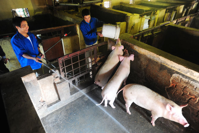 Trung tâm còn một chuồng lợn khá lớn do các học viên tự chăm sóc, mỗi tháng thu khoảng 700 kg thịt.