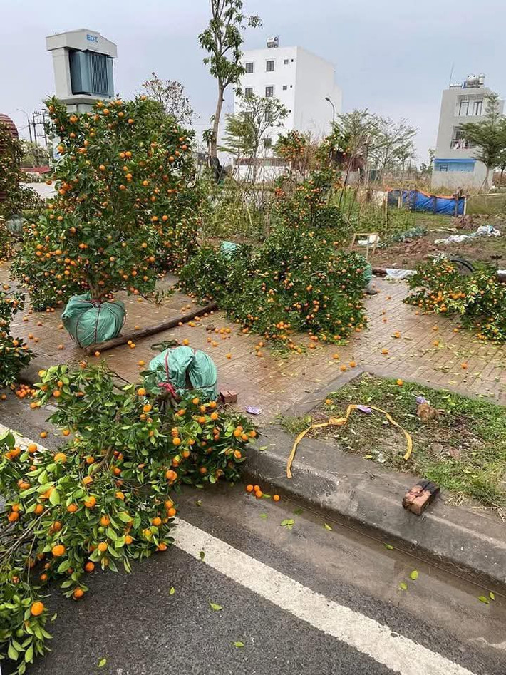 Có thể thấy, năm nay người nông dân trồng hoa cây cảnh đã trải qua một năm vô cùng khó khăn khi phải chống chọi với cơn bão Yagi gây thiệt hại lớn về hoa màu.