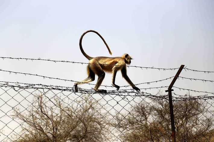 Khỉ xám đi trên hàng rào dây thép gai ở thành phố Pushkar, Rajasthan, Ấn Độ. (Nguồn Guardian)