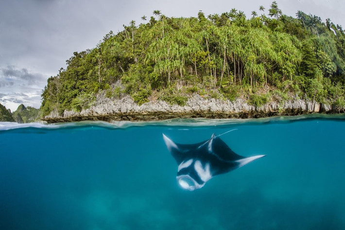Cá đuối bơi dưới nước ở ngoài khơi đảo Raja Ampat thuộc tỉnh Papua, Indonesia. (Nguồn Guardian)