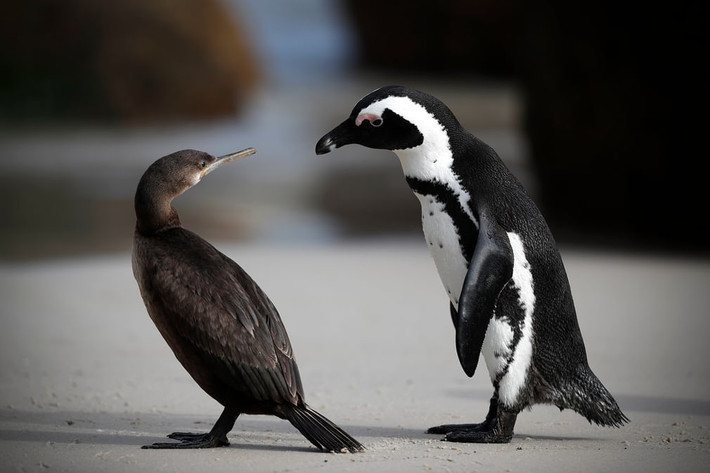 Chim cánh cụt tương tác với chim bồ nông trên bãi biển Boulders Beach ở Cape Town, Nam Phi. (Nguồn Guardian)