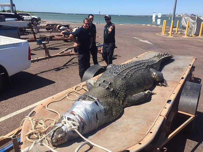 Các nhân viên động vật hoang dã bắt được con cá sấu dài 4,7 m tại cảng Darwin, Australia. (Nguồn Guardian)
