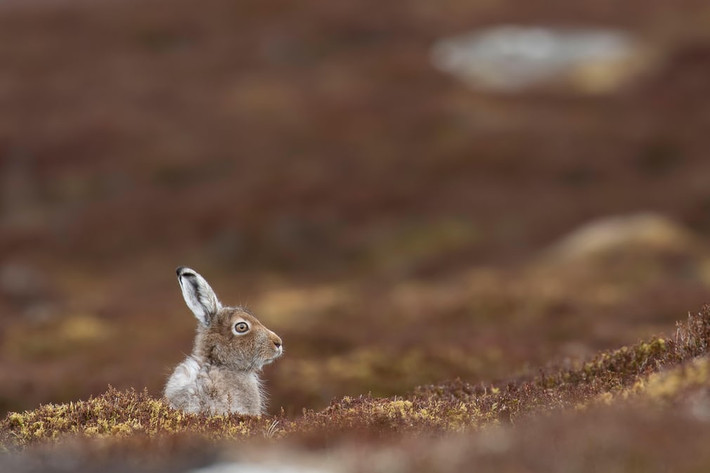 Thỏ rừng trong vường quốc gia Cairngorms, Scotland. (Nguồn Guardian)