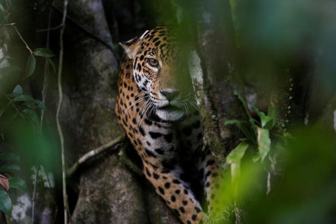 Báo gấm cái ngồi trên ngọn cây trong khu bảo tồn thiên nhiên Mamiraua ở Uarini, bang Amazonas, Brazil.