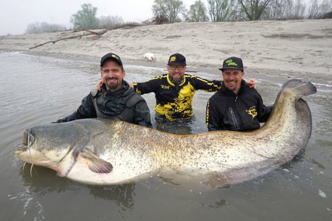 Ngư dân câu được con cá trê khổng lồ dài 2,65 m và nặng 130 kg dưới sông Po, Italia. (Nguồn Guardian)