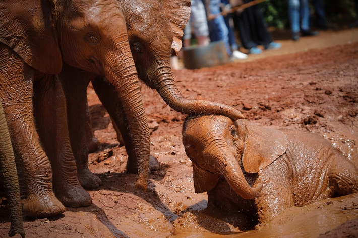 Những chú voi con mồ côi tắm bùn trong khu bảo tồn động vật hoang dã David Sheldrick ở Nairobi, Kenya. (Nguồn Guardian)