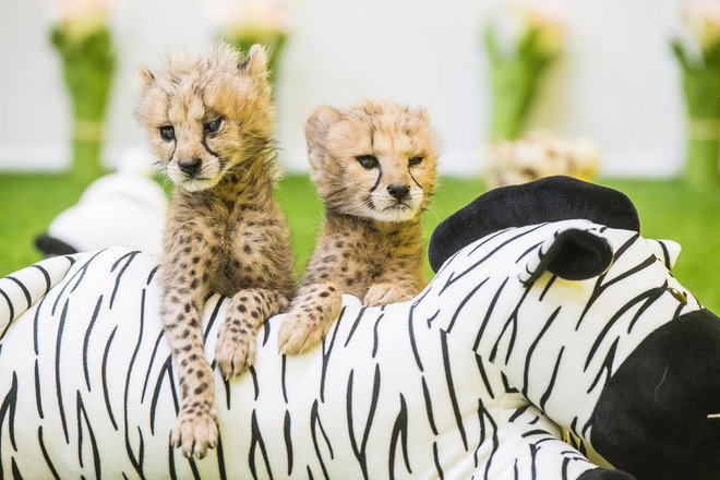 Cặp báo đốm ngồi trên ngựa vằn đồ chơi trong công viên giải trí Everland ở Yongin, Hàn Quốc. (Nguồn Guardian)