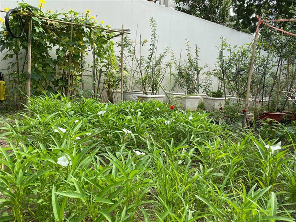Ngoài hoa, Quý Bình còn trồng nhiều loại rau xanh như mướp, rau muống, rau dền, rau lang....Ảnh: FBNV