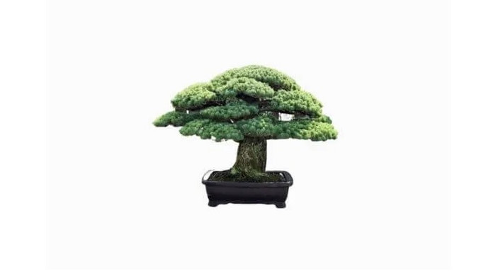 Yamaki Pine là một trong những cây bonsai nổi bật nhất trên thế giới. Nó đã sống sót sau thảm kịch ở Hiroshima trong Chiến tranh thế giới thứ hai. Theo báo cáo, cây sống được 400 năm.