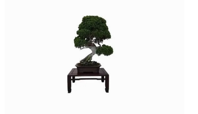 Shimpaku Juniper là một cây bonsai 400 năm tuổi. Nó không thể sống quá một tuần mà không có nước. Nhưng nếu được chăm sóc đúng cách, nó có thể tồn tại mãi mãi. Đáng tiếc, chậu bonsai Shimpaku Juniper trị giá 91.000 USD (2,1 tỷ đồng) đã bị đánh cắp.