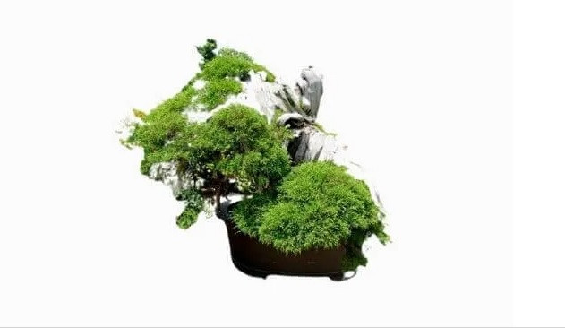 Bonsai bách xù (juniper bonsai) là một trong những loại Bonsai cổ nhất và hiếm nhất trên thế giới. Năm 1981, một chậu juniper bonsai 250 tuổi được bán với giá 2 triệu USD (hơn 45 tỷ đồng).