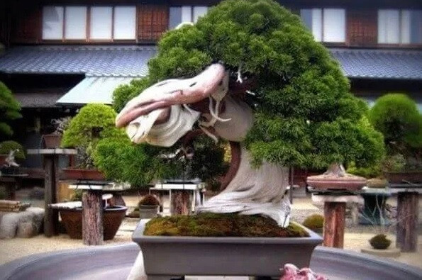 Với hơn 800 năm, cây bonsai này lọt vào danh sách những cây bonsai cổ nhất thế giới. Nó được trưng bày trong Bảo tàng Bonsai ShunkaEn ở Nhật Bản.