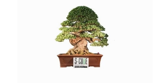 Là loại cây phổ biến trên khắp thế giới, thông cũng được nhiều nghệ nhân tạo dáng thành bonsai đẹp mắt. Tại Hội nghị & Triển lãm Bonsai và Suiseki Châu Á - Thái Bình Dương lần thứ 11 (ASPAC 2011), một cây bonsai thông trắng cổ bán với giá gần 1,3 triệu USD (29,6 tỷ đồng).