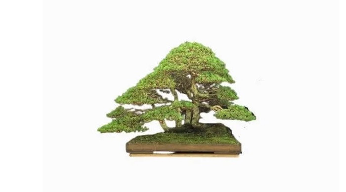 Không phải là chậu bonsai lâu đời nhưng vẻ đẹp độc đáo khiến nó trở thành một trong những cây bonsai đắt nhất và được đánh giá cao nhất trên thế giới.