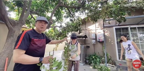 NSƯT Bảo Quốc sở hữu một khu vườn rộng lớn trồng đủ các loại trái cây như nhãn, mận, ổi tại Mỹ. Đích thân vợ chồng ông trồng và chăm sóc nên khu vườn luôn xanh tốt và cho trái nhiều. Ảnh chụp màn hình