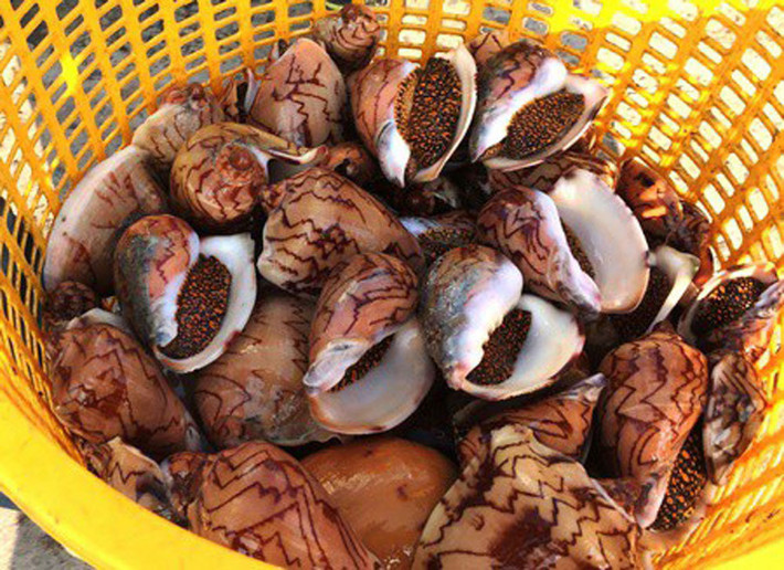 Ốc hoàng đế ở Phú Quốc là loại ốc khổng lồ không thể nuôi và nhân giống được nên giá cao gấp nhiều lần các loại ốc khác. Hiện, trên chợ mạng loại ốc này được bán với giá từ 250.000 - 300.000 đồng/kg. Ảnh: Vietnam net