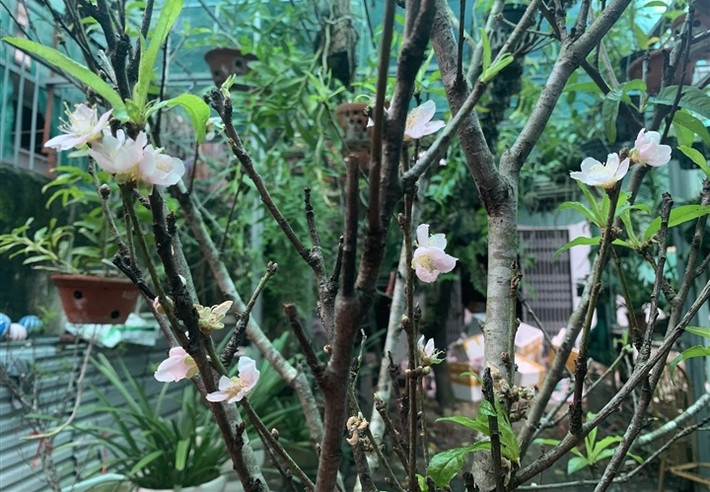 Để thoả mãn sự tò mò, chị Lan Anh (Hà Đông, Hà Nội) mua một cành đào về chơi và rất thích thú khi ngắm hoa nở rất đẹp, đầy sức sống. Ảnh: VTCNews